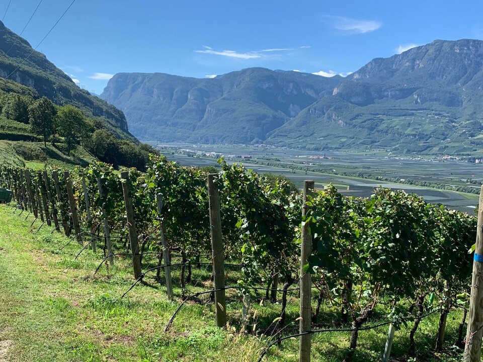 Von Burgund nach Südtirol - Weingut Gottardi Mazzon