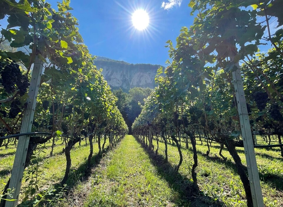 Die Weinberge - Weingut Gottardi Mazzon