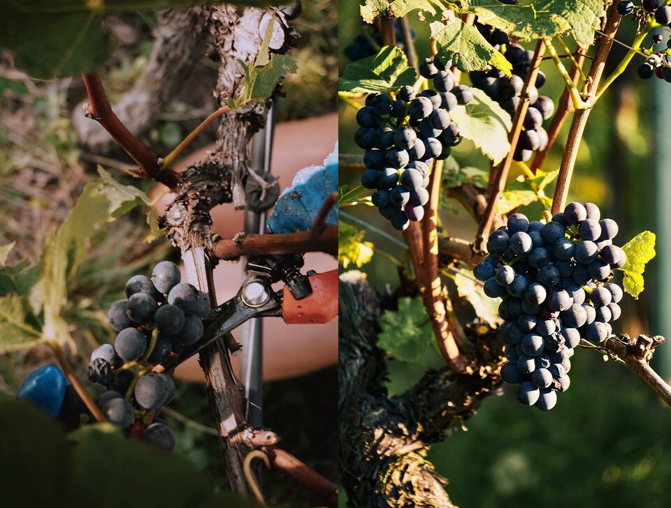 Anspruchsvoll im Charakter - Weingut Gottardi Mazzon