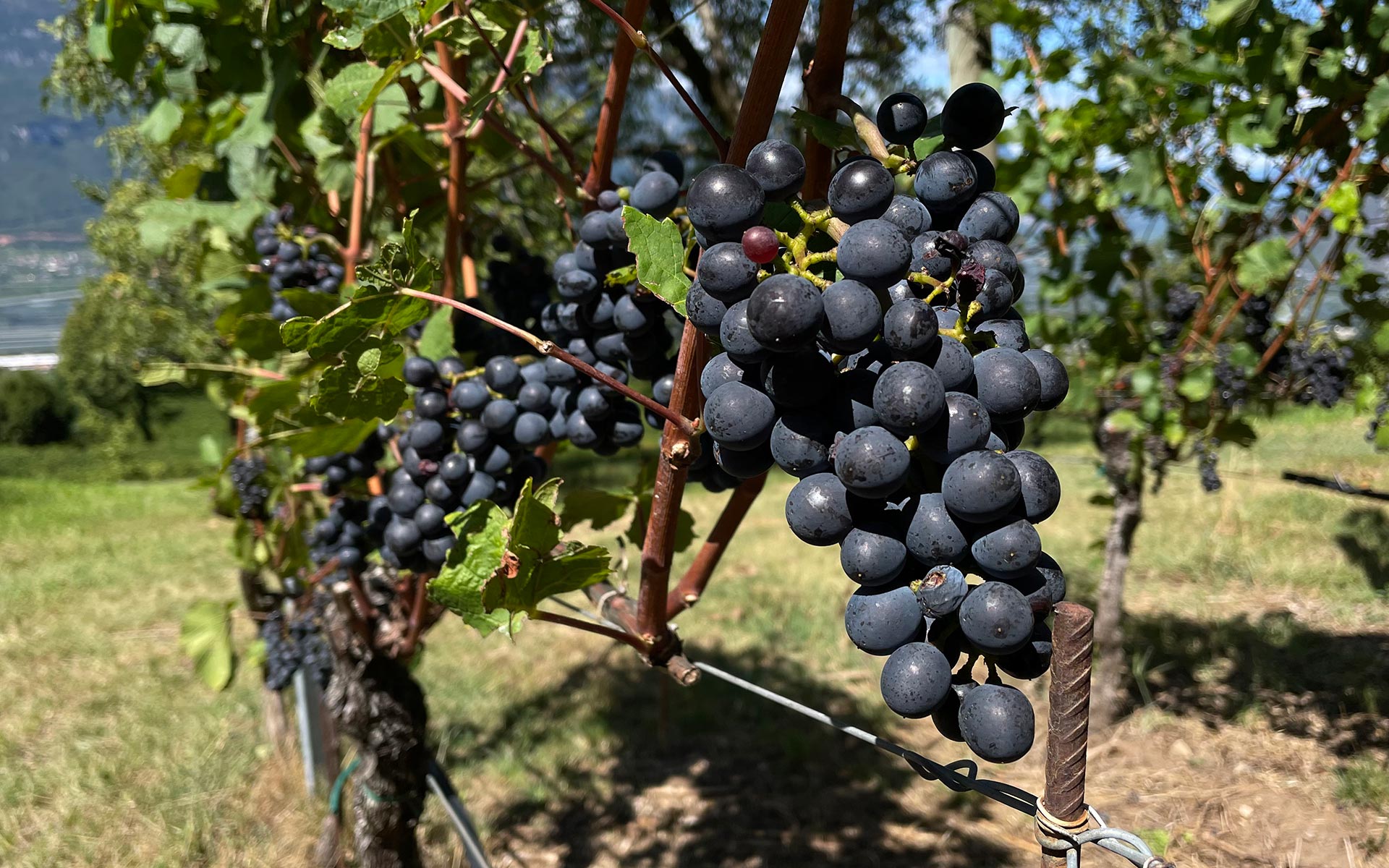 l‘uvaggio - Weingut Gottardi Mazzon