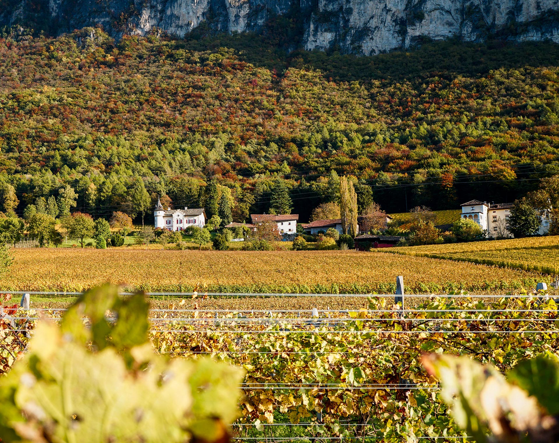 Das Weingut - Weingut Gottardi Mazzon